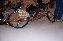 The python trike again, still leaning.